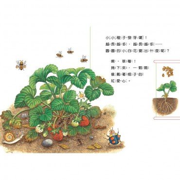 小種子，快長大：水果篇