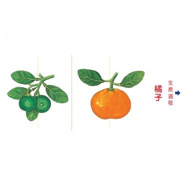 小種子，快長大：水果篇
